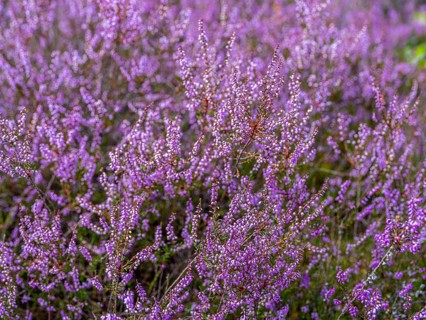 Flowering heather (Calluna vulgaris), heather, Heiliger Hain nature reserve, Wahrenholz, Lüneburg