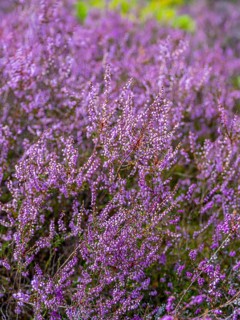 Flowering heather (Calluna vulgaris), heather, Heiliger Hain nature reserve, Wahrenholz, Lüneburg