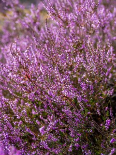 Flowering heather (Calluna vulgaris), heather, Heiliger Hain nature reserve, Wahrenholz, Lüneburg