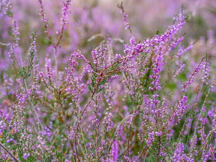 Flowering heather (Calluna vulgaris), heather, Heiliger Hain nature reserve, Wahrenholz, Lüneburg