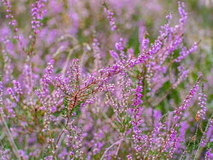 Flowering heather (Calluna vulgaris), heather, Heiliger Hain nature reserve, Wahrenholz, Lüneburg