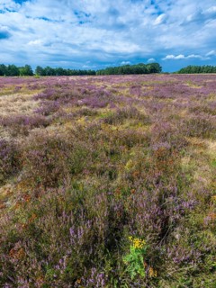Heath landscape, flowering heather (Calluna vulgaris), heather, blue cloudy sky, Heiliger Hain