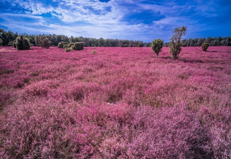 Heath landscape, flowering heather (Calluna vulgaris), cloudy blue sky, Heiliger Hain nature