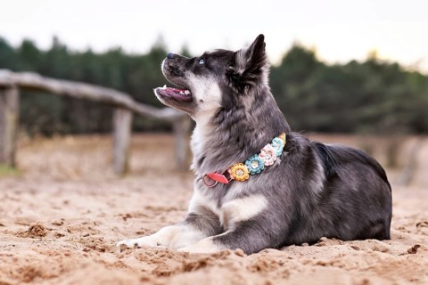 Cute French Bulldog x Siberian Husky dog mix with paracord flower collar lying down on sand