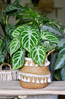 Beautiful potted exotic 'Silver Blush Anthurium Crystallinum' houseplant with beautiful lace