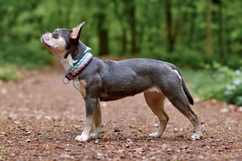 Lilac orange tan French Bulldog dog with long healthy nose, tail and woven colorful paracord collar