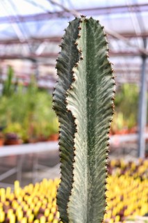 Close up of stem of 'Euphorbia Ingens cv. Marmorata' cactus plant