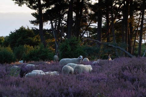 Bentheimer Landschafe (Ovis gmelini) and goats (Capra aegagrus f. hircus), Emsland, Lower Saxony,