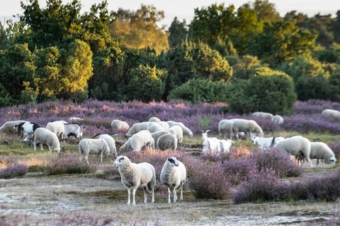 Bentheimer Landschafe (Ovis gmelini) and goats (Capra aegagrus f. hircus), Emsland, Lower Saxony,