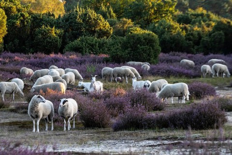 Bentheimer Landschafe (Ovis gmelini) and goats (Capra aegagrus f. hircus), Emsland, Lower Saxony,