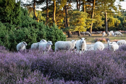 Bentheimer Landschafe (Ovis gmelini) in heathland, Emsland, Lower Saxony, Germany