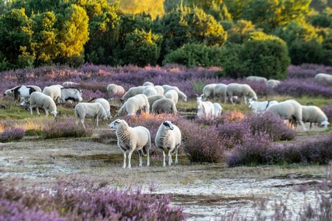 Bentheimer Landschafe (Ovis gmelini) and goats (Capra aegagrus f. hircus), Emsland, Lower Saxony,