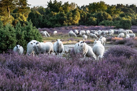 Bentheimer Landschafe (Ovis gmelini), Emsland, Lower Saxony, Germany