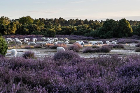 Bentheimer Landschafe (Ovis gmelini), Emsland, Lower Saxony, Germany