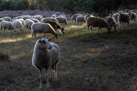 Bentheimer Landschafe (Ovis gmelini) and goats (Capra aegagrus f. hircus), Emsland, Lower Saxony,