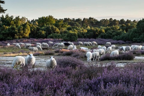 Bentheimer Landschafe (Ovis gmelini) and goats (Capra aegagrus f. hircus), Emsland, Lower Saxony,