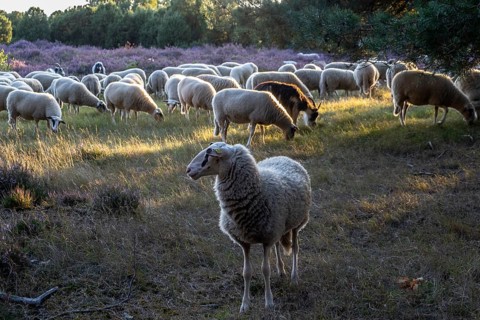 Bentheimer Landschafe (Ovis gmelini) and goats (Capra aegagrus f. hircus), Emsland, Lower Saxony,