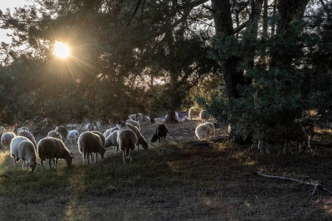Bentheimer Landschafe (Ovis gmelini), Emsland, Lower Saxony, Germany
