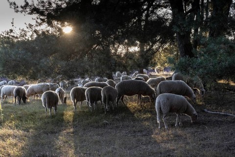 Bentheimer Landschafe (Ovis gmelini), Emsland, Lower Saxony, Germany