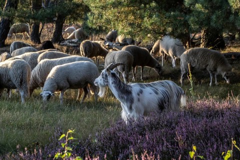 Bentheimer Landschafe (Ovis gmelini) and goats (Capra aegagrus f. hircus), Emsland, Lower Saxony,