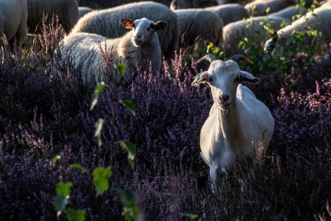 Bentheimer Landschafe (Ovis gmelini) and goats (Capra aegagrus f. hircus), Emsland, Lower Saxony,