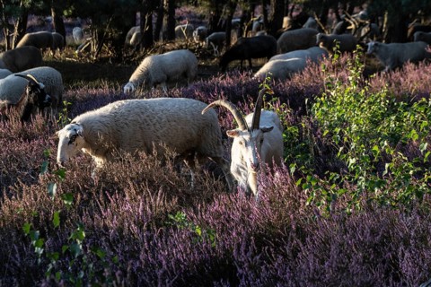 Bentheimer Landschafe (Ovis gmelini) and goats (Capra aegagrus f. hircus), Emsland, Lower Saxony,