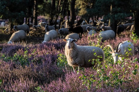 Bentheimer Landschafe (Ovis gmelini) and goats (Capra aegagrus f. hircus), Emsland, Lower Saxony,
