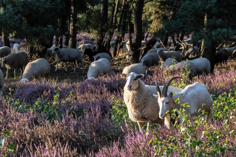 Bentheimer Landschafe (Ovis gmelini) and goats (Capra aegagrus f. hircus), Emsland, Lower Saxony,