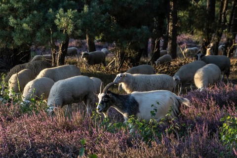 Bentheimer Landschafe (Ovis gmelini) and goats (Capra aegagrus f. hircus), Emsland, Lower Saxony,