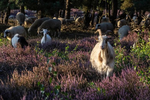 Bentheimer Landschafe (Ovis gmelini) and goats (Capra aegagrus f. hircus), Emsland, Lower Saxony,