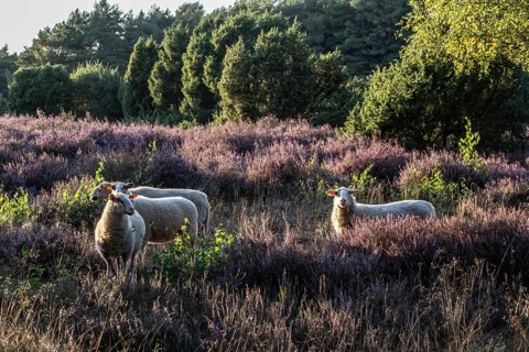 Bentheimer Landschafe (Ovis gmelini), Emsland, Lower Saxony, Germany