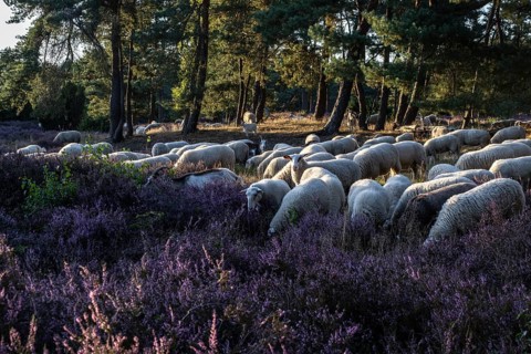 Bentheimer Landschafe (Ovis gmelini) and goats (Capra aegagrus f. hircus), Emsland, Lower Saxony,