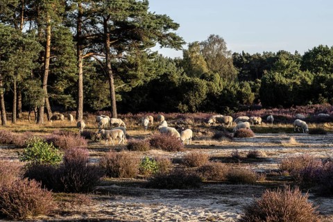 Bentheimer Landschafe (Ovis gmelini) and goats (Capra aegagrus f. hircus), Emsland, Lower Saxony,