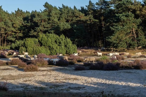 Bentheimer Landschafe (Ovis gmelini) and goats (Capra aegagrus f. hircus), Emsland, Lower Saxony,