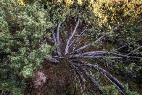 Juniper (Juniperus communis), Emsland, Lower Saxony, Germany