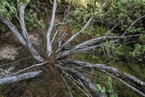 Juniper (Juniperus communis), Emsland, Lower Saxony, Germany