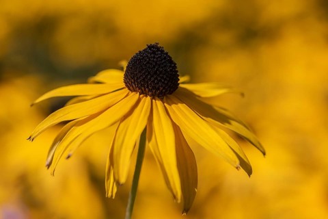 Coneflower (Rudbeckia fulgida), Lower Saxony, Germany