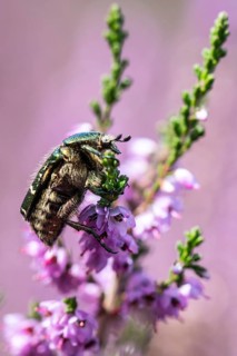 Rose chafer (Cetonia aurata) on heather (Calluna vulgaris), Emsland, Lower Saxony, Germany