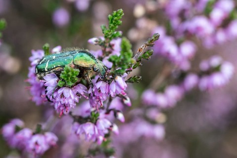 Rose chafer (Cetonia aurata) on heather (Calluna vulgaris), Emsland, Lower Saxony, Germany