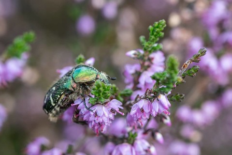 Rose chafer (Cetonia aurata) on heather (Calluna vulgaris), Emsland, Lower Saxony, Germany