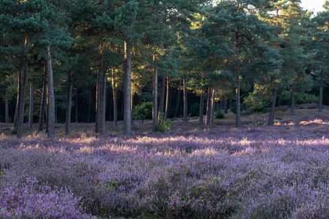 Heather (Calluna vulgaris) in a pine forest (Pinus sylvestris), Emsland, Lower Saxony, Germany