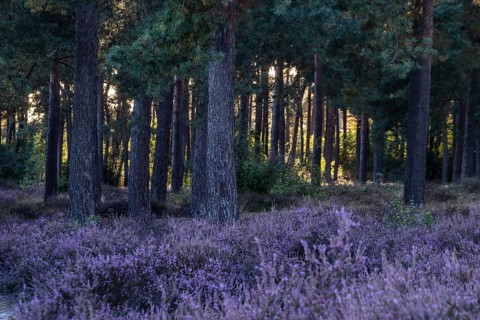 Heather (Calluna vulgaris) in a pine forest (Pinus sylvestris), Emsland, Lower Saxony, Germany