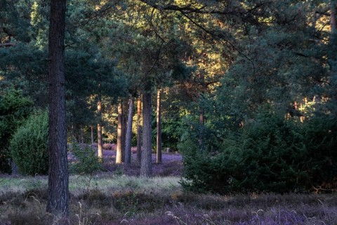 Heather (Calluna vulgaris) in a pine forest (Pinus sylvestris), Emsland, Lower Saxony, Germany