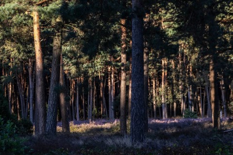 Heather (Calluna vulgaris) in a pine forest (Pinus sylvestris), Emsland, Lower Saxony, Germany