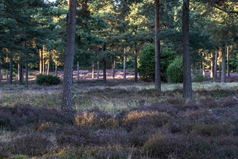 Heather (Calluna vulgaris) in a pine forest (Pinus sylvestris), Emsland, Lower Saxony, Germany