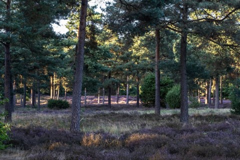 Heather (Calluna vulgaris) in a pine forest (Pinus sylvestris), Emsland, Lower Saxony, Germany