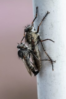 Tolmerus atricapillus (Tolmerus atricapillus), mating, Emsland, Lower Saxony, Germany