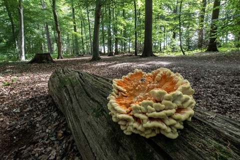 Sulphur spore (Laetiporus sulfureus), Lower Saxony, Germany