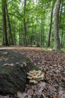 Sulphur spore (Laetiporus sulfureus), Lower Saxony, Germany