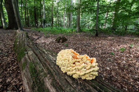 Sulphur spore (Laetiporus sulfureus), Lower Saxony, Germany